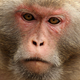 Rhesus macaque monkey.